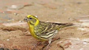 Na świecie jest 8 gatunków z rodzaju Serinus, to zawsze małe, niepozorne ptaki wróblowe z krótkim dziobem