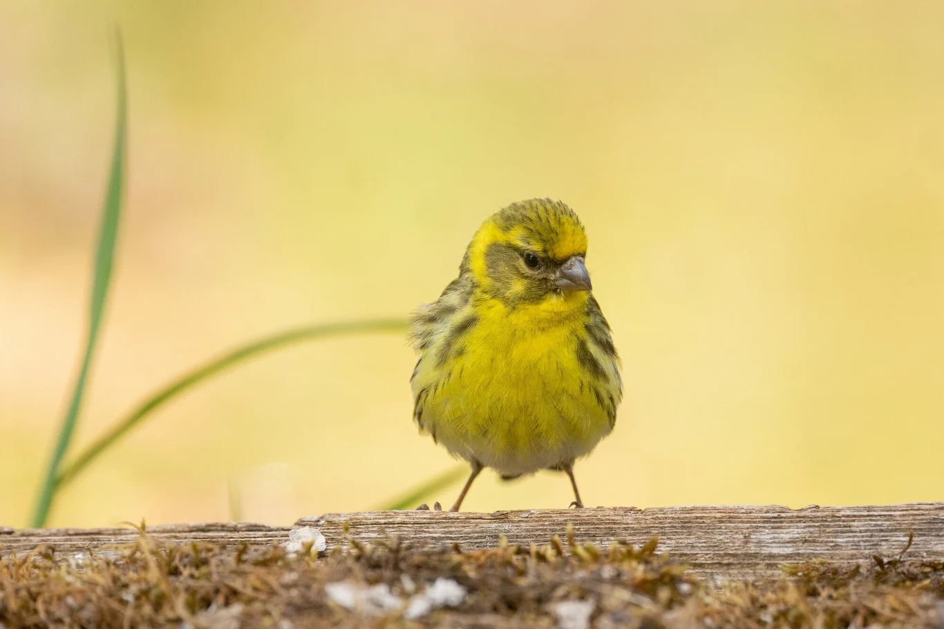 Mały ptak o jaskrawo żółtym upierzeniu z ciemniejszymi paskami na skrzydłach, stojący na drewnianej powierzchni, na tle rozmytego, jasnego krajobrazu.