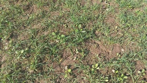 Trawnik po zimie jak klepisko? Prosty zabieg i murawa będzie jak malowana