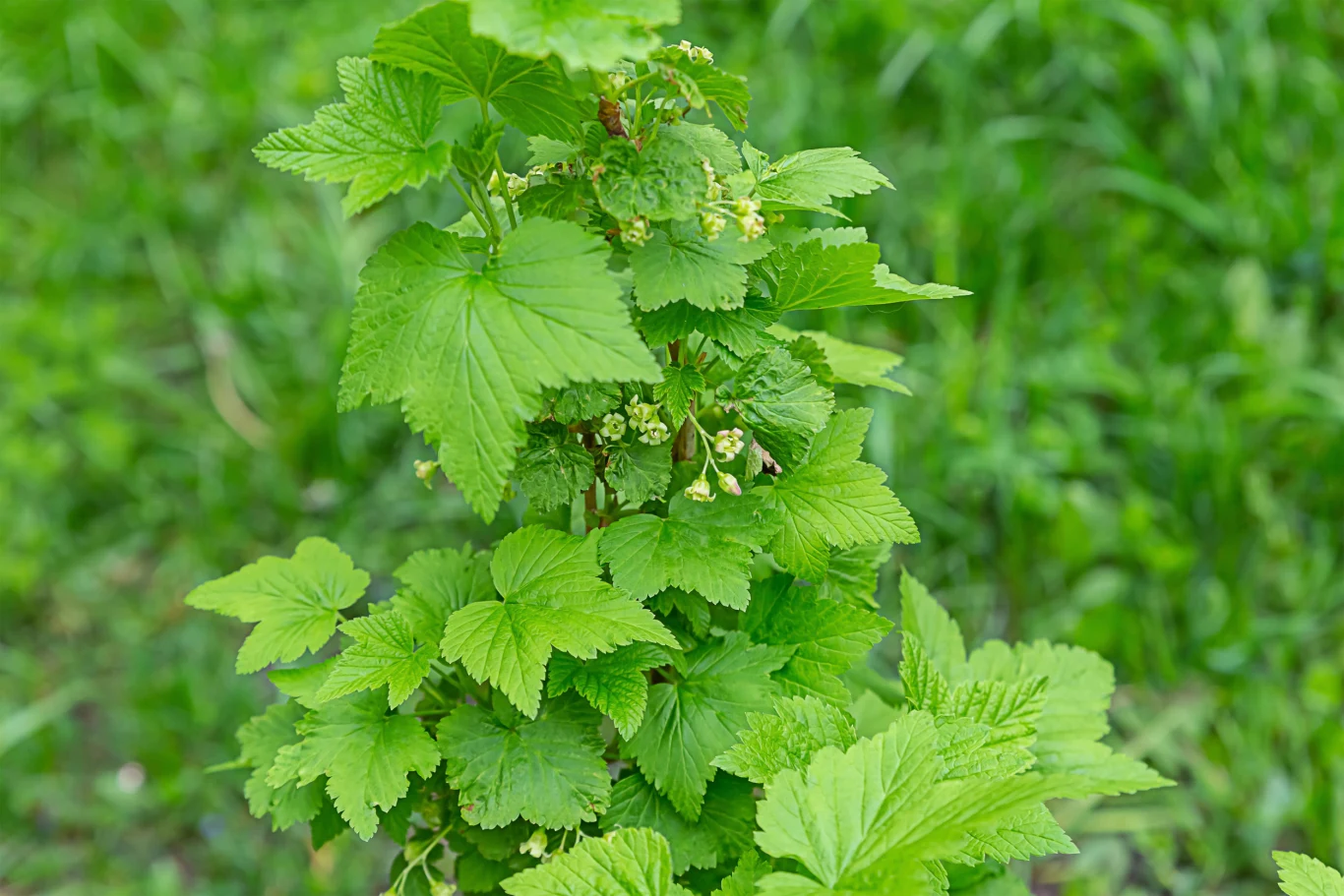 Zdrowe porzeczki, bez mszyc dzięki odżywce ze skrobi. Krzew porzeczki z jasnozielonymi liśćmi i żółtawymi kwiatami na tle trawy, po zastosowaniu odżywki ze skrobi.