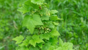 Ugotuj, ostudź i wlewaj pod porzeczkę. Będzie uginać się od zdrowych owoców