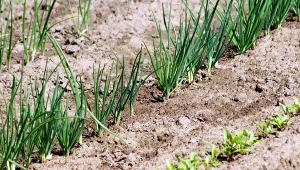 Sadzisz cebulę w ogrodzie? Dołóż obok dwa warzywa, zbiory będą solidne