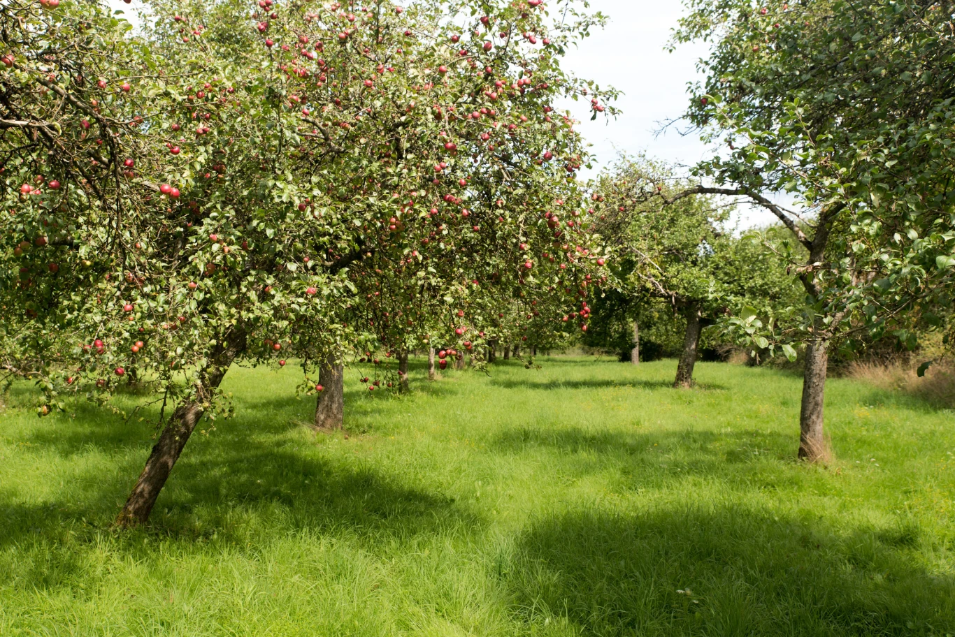Jak pobudzić stara jabłoń do owocowania? Stare jabłonie z czerwonymi owocami na zielonej trawie w sadzie oświetlonym naturalnym światłem.
