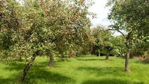 Jabłka są małe i kwaśne? Nie musisz wycinać drzewa, wystarczy jedna zmiana