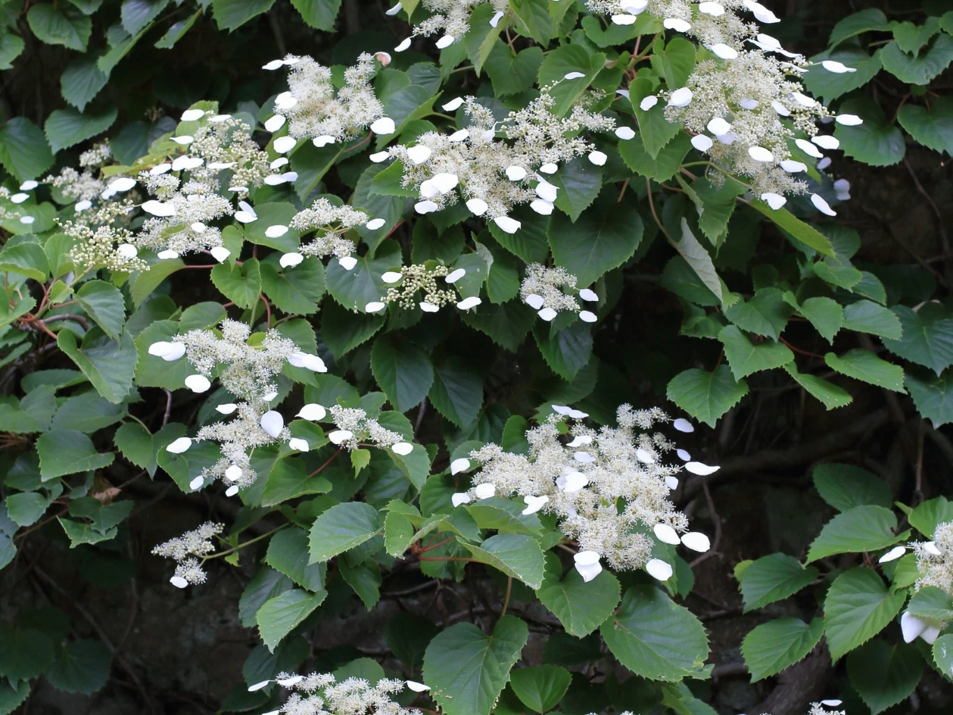 gęste zielone liście oraz liczne baldachowate kwiatostany z drobnymi białymi kwiatami i większymi białymi płatkami wokół, tworzące efektowne skupiska na tle liści