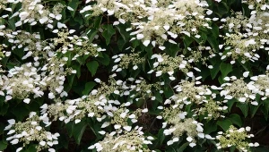 Przywarka kwitnie nieco później niż hortensja pnąca i wypełni miejsca, w ta sobie nie poradzi.