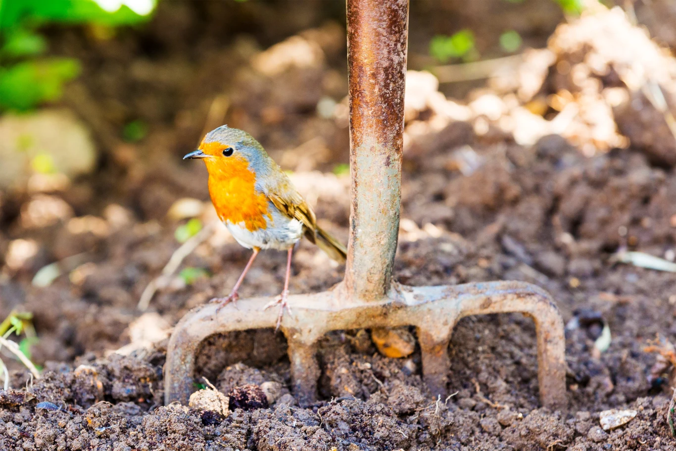 Rudzik siedzi na metalowych widełkach wbitych w świeżo przekopaną ziemię w ogrodzie, tło rozmazane z widoczną zielenią roślin.
