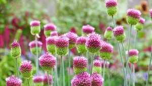 Czosnek ozdobny ma wiele odmian, nie tylko zachwyca wygląda, ale odstrasza kleszcze. 