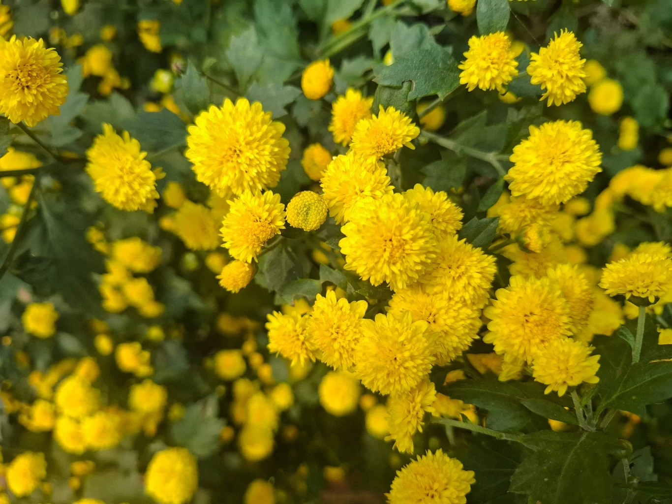 gęste skupisko żółtych, drobnych kwiatów o kulistym kształcie otoczonych zielonymi liśćmi