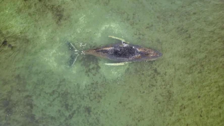 Humbak utknął w niemieckiej części Bałtyku już trzeci raz w ostatnich dniach