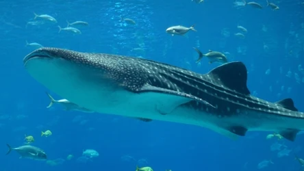 Rekin wielorybi to największa ryba świata. Czasem pojawia się w Zatoce Perskiej