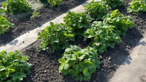 Wrzuć do konewki. Truskawki będą duże, słodkie i pachnące