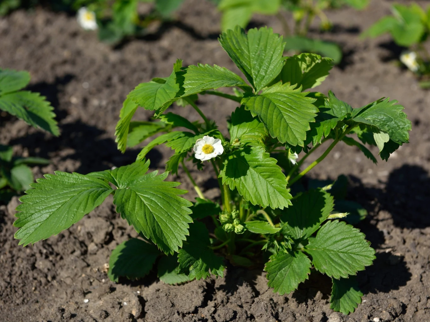 zielona sadzonka truskawki z pojedynczym białym kwiatem, rosnąca na ciemnej, wilgotnej ziemi, otoczona innymi młodymi roślinami w tle