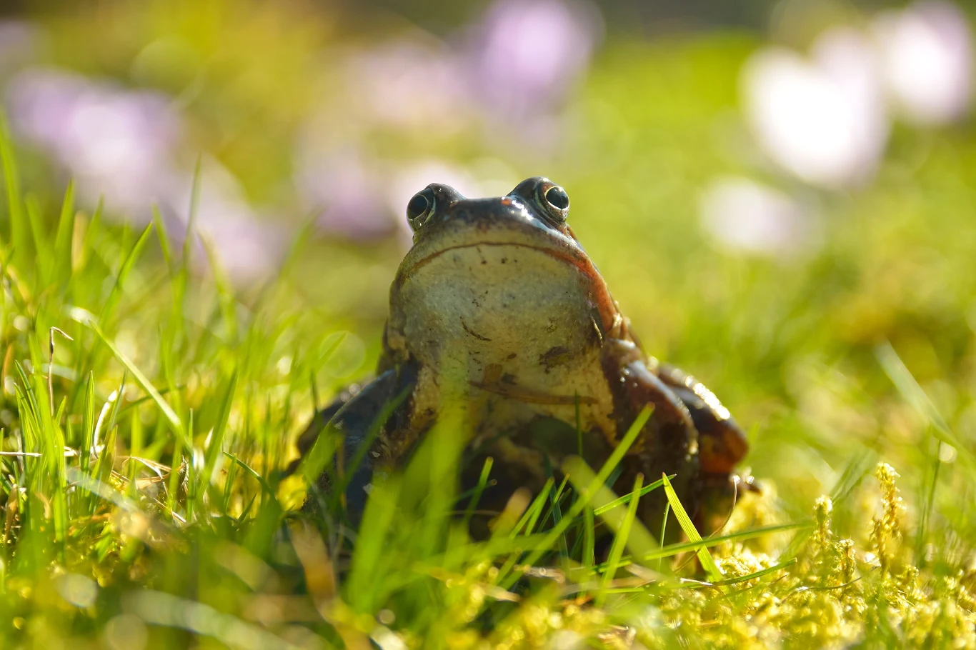 żaba siedząca na zielonej trawie, otoczona roślinnością, z rozmytym, jasnym tłem