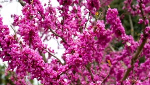 Cały oblepiony różowymi kwiatami. Przepiękny symbol Wielkanocy