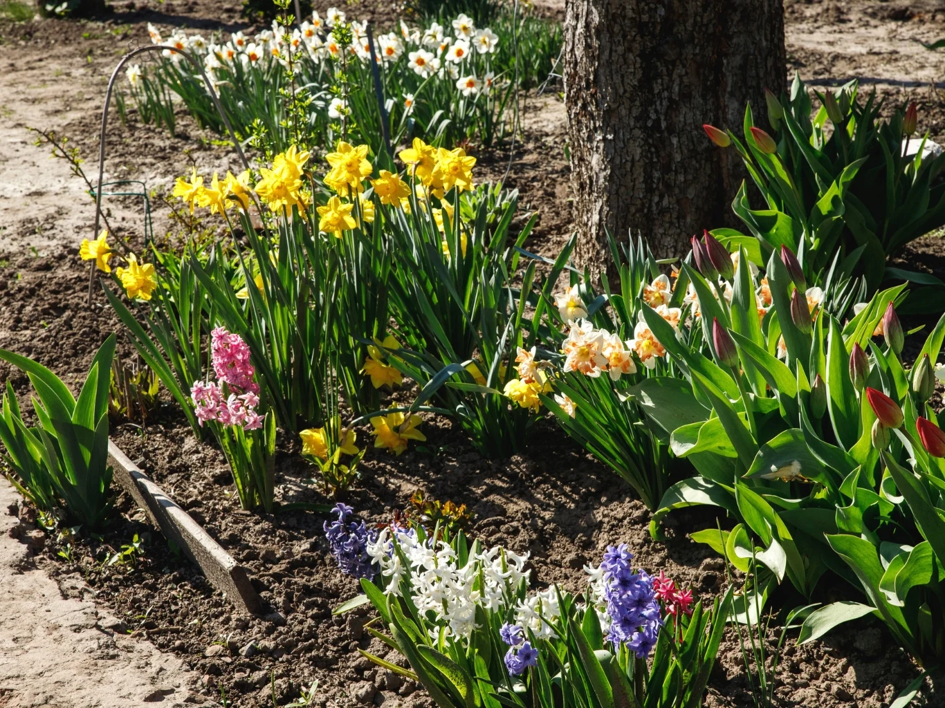 kolorowe kwiaty ogrodowe, głównie narcyzy, tulipany i hiacynty, rosnące w uporządkowanym kwietniku wokół pnia drzewa