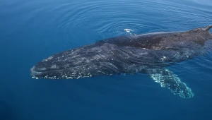 Humbaki pojawiają się w płytkich wodach Bałtyku