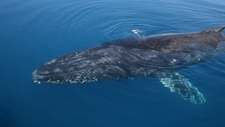 Humbaki pojawiają się w płytkich wodach Bałtyku