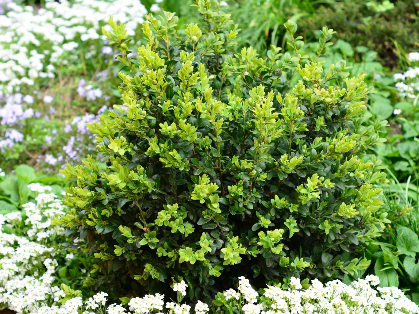 Gęsty krzew bukszpanu o intensywnie zielonych liściach otoczony białymi i jasnofioletowymi kwiatami na tle zielonej roślinności ogrodowej.