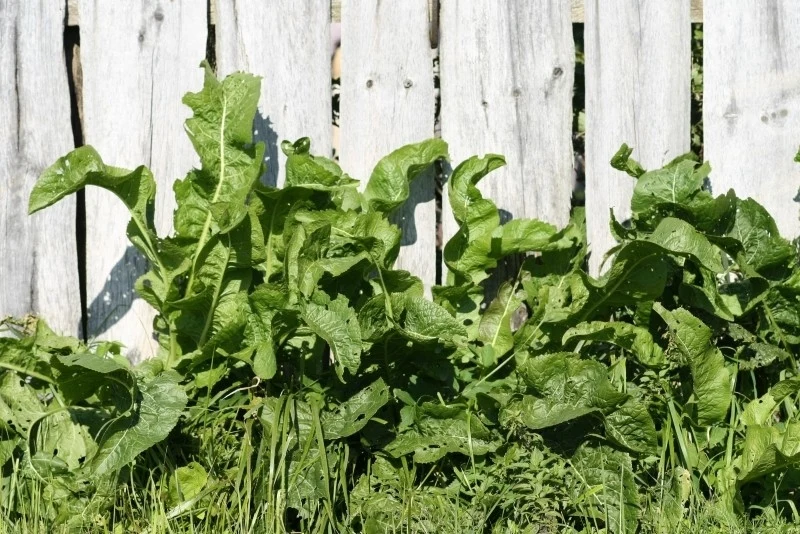 Liście chrzanu mają wiele cennych właściwości zielone liście chrzanu rosnące gęsto przy jasnym, drewnianym płocie