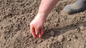 Jak przygotować marchew do siewu? Domowe sposoby na duży i zdrowy plon