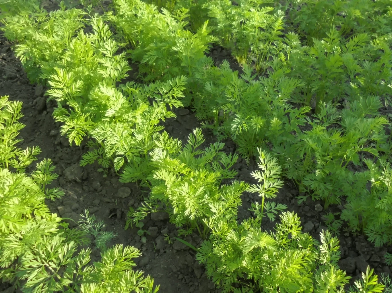 Marchew źle znosi przesadzanie, dlatego należy ją siać bezpośrednio do gruntu. Rządki młodych marchewek rosnących w żyznej, wilgotnej ziemi.