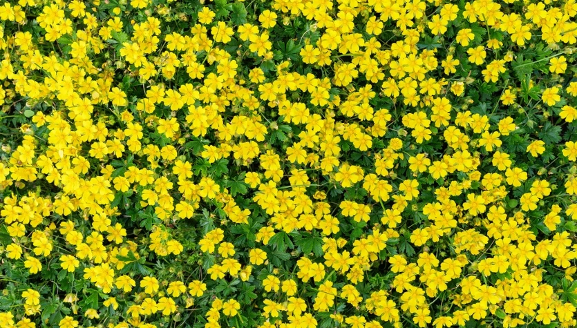 Pięciornik kurze ziele (Potentilla erecta) to cenna roślina lecznicza