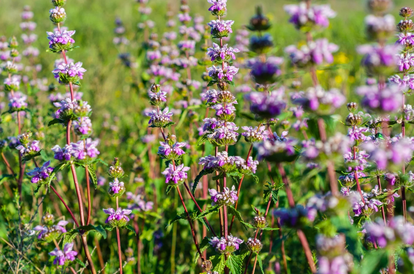 Serdecznik pospolity jest rośliną miododajną Serdecznik ma drobnoróżowe kwiaty