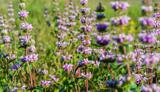 Serdecznik pospolity jest rośliną miododajną