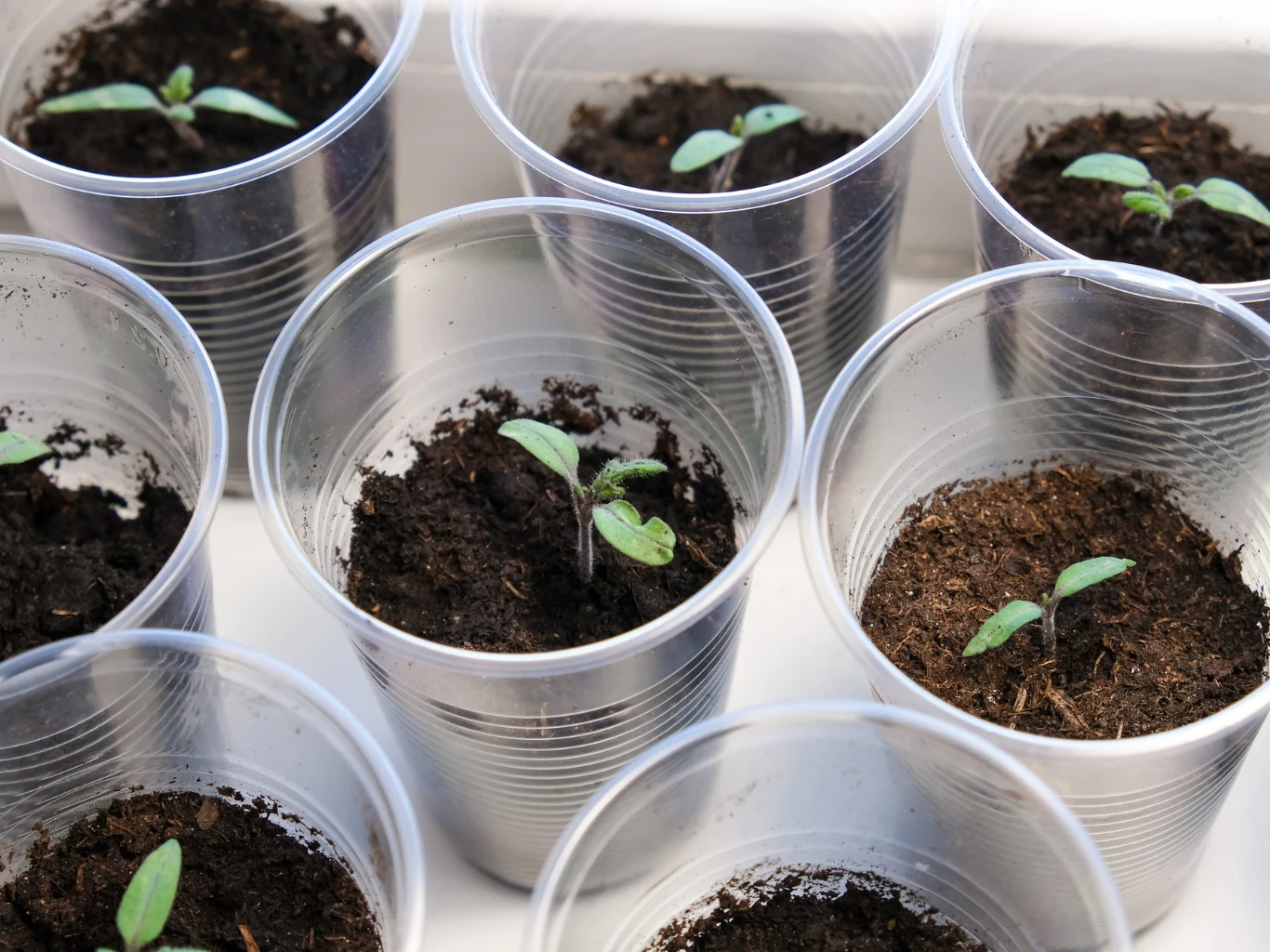 Czym zasilać sadzonki pomidorów, by miały grube łodygi i mocne korzenie? Młode sadzonki pomidorów z dwoma liśćmi w przezroczystych kubkach z ziemią, widoczne korzenie