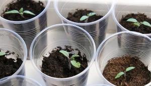 Pół łyżki na litr wody. Łodygi pomidora będą grube jak palec