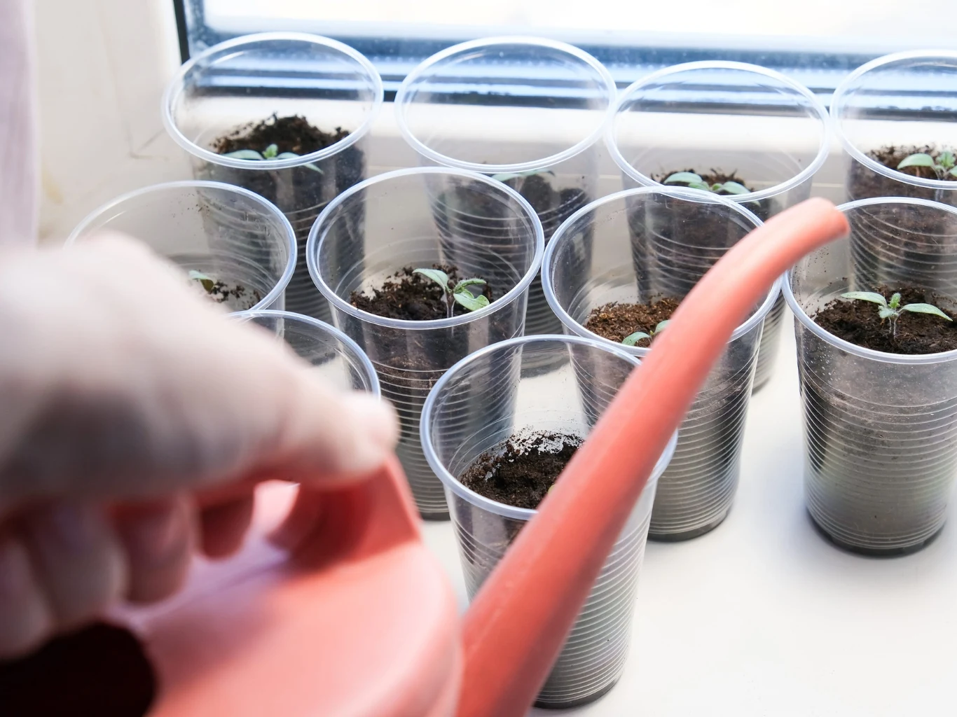 Jak przygotować rozsadę pomidorów do posadzenia w gruncie? sadzonki pomidorów rosnące w przezroczystych plastikowych kubkach na parapecie, podlewane różową konewką przez osobę w jasnej rękawiczce