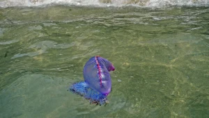 Żeglarz portugalski to groźne stworzenie morskie. Jego parzydełka mogą powodować silny ból