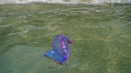 Żeglarz portugalski to groźne stworzenie morskie. Jego parzydełka mogą powodować silny ból