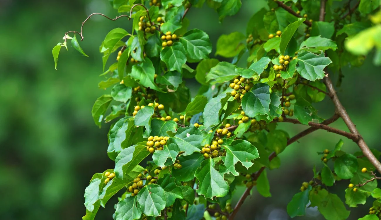 Dławisz okrągłolistny to roślina inwazyjna. Dławisz okrągłolistny z drobnymi, kulistymi owocami, roślina inwazyjna zakazana w UE.