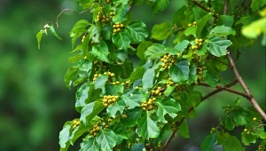 Dławisz okrągłolistny to roślina inwazyjna. 