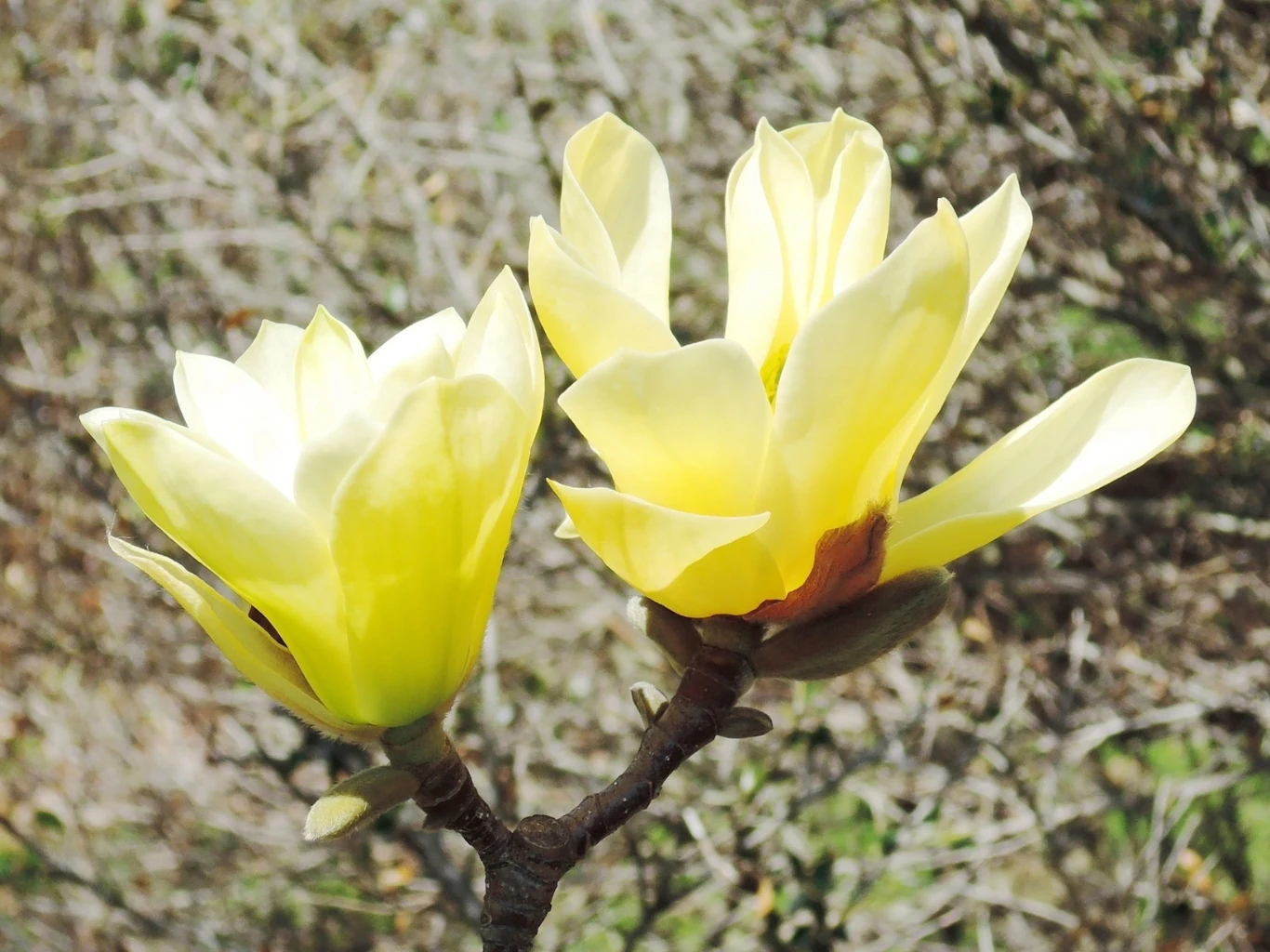 Żółta magnolia ma bardzo podobne wymagania, jak odmiana różowa dwa rozkwitające jasnożółte kwiaty magnolii na tle rozmytego ogrodu z gałęziami i nielicznymi zielonymi liśćmi