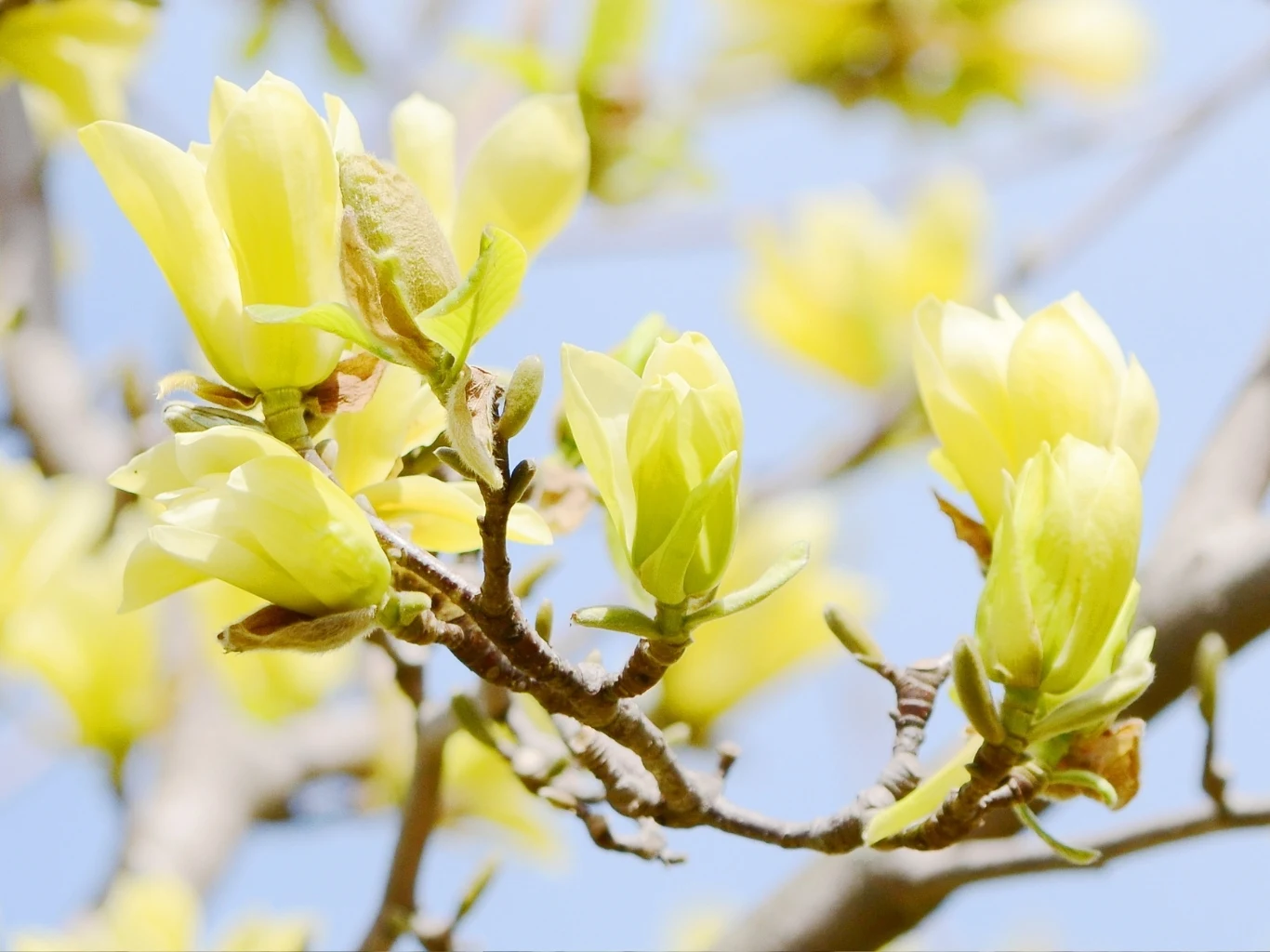 Żółte magnolie idealnie wyglądają w wiosennym ogrodzie Gałąź magnolii żółtej z licznymi kwiatami i pąkami na tle błękitnego nieba wiosną.