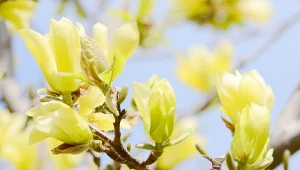 Najpiękniejsze żółte magnolie do ogrodu. Jeden błąd zniszczy kwiaty