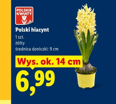 Гіацинт Polskie kwiaty