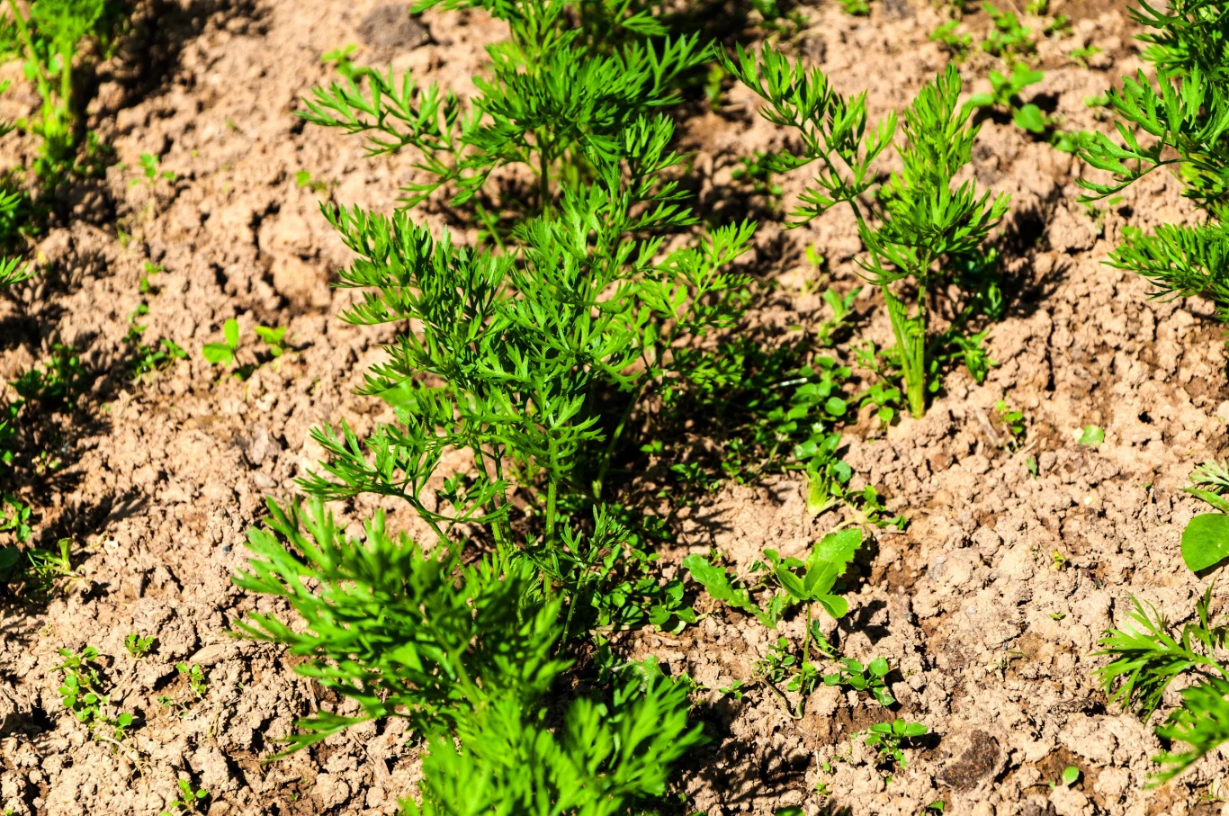 Jak siać marchew, aby uniknąć jej późniejszego przerywania? Rząd młodych marchewek z intensywnie zielonymi liśćmi na jasnobrązowej, lekko spękanej ziemi ogrodowej