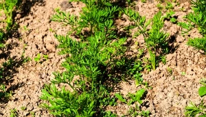 Jak przygotować marchew do siewu? Domowe sposoby na duży i zdrowy plon