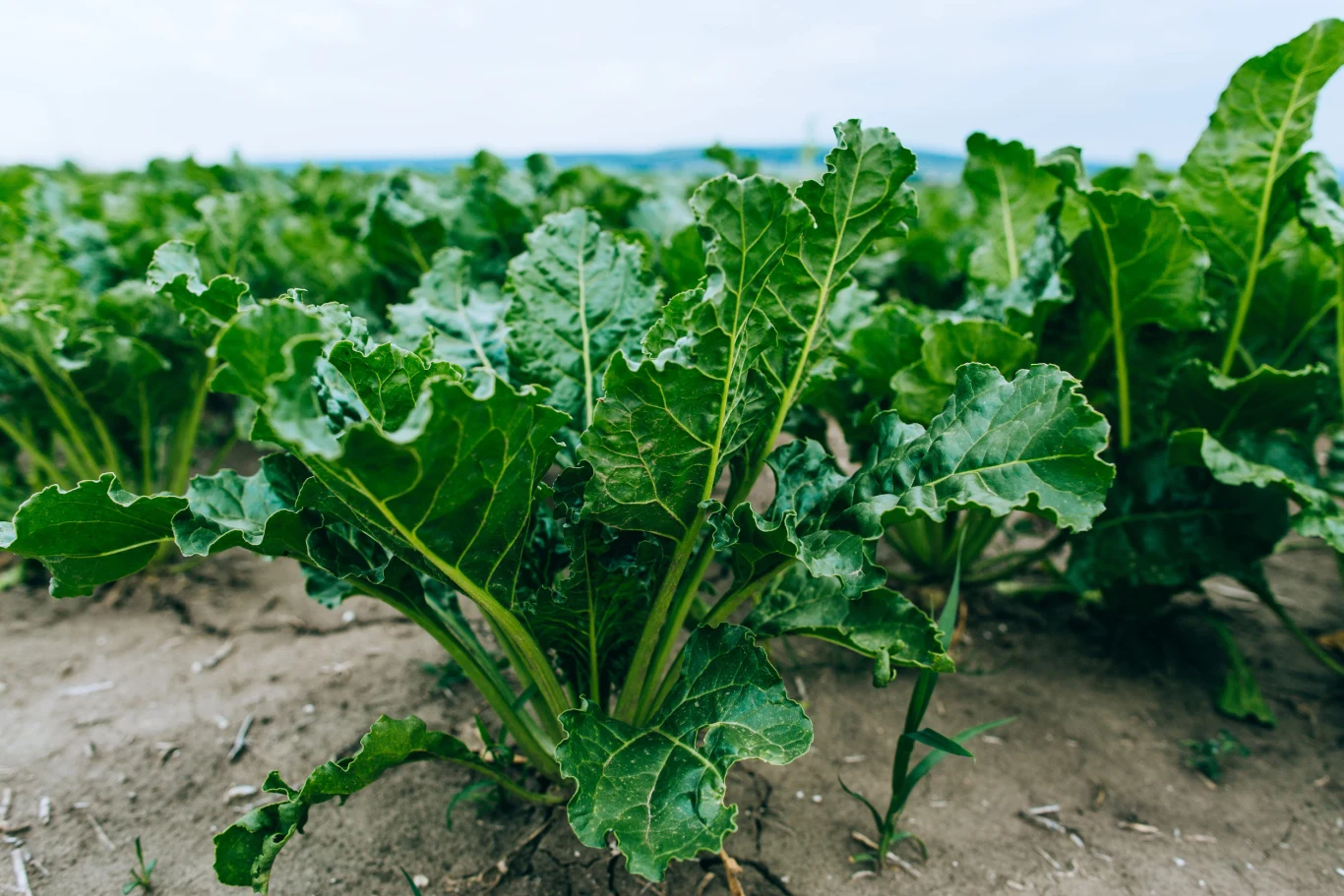 rzędy zdrowych roślin buraka cukrowego rosnących na polu o żywozielonych, rozłożystych liściach, wyrastających z wilgotnej, dobrze uprawionej gleby