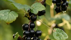 Odmiana odporna na rdzę i mączniaka. Ma owoce wielkości wiśni