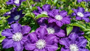 W kwietniu syp pod clematisy. Pnącza pokryje kaskada ślicznych kwiatów