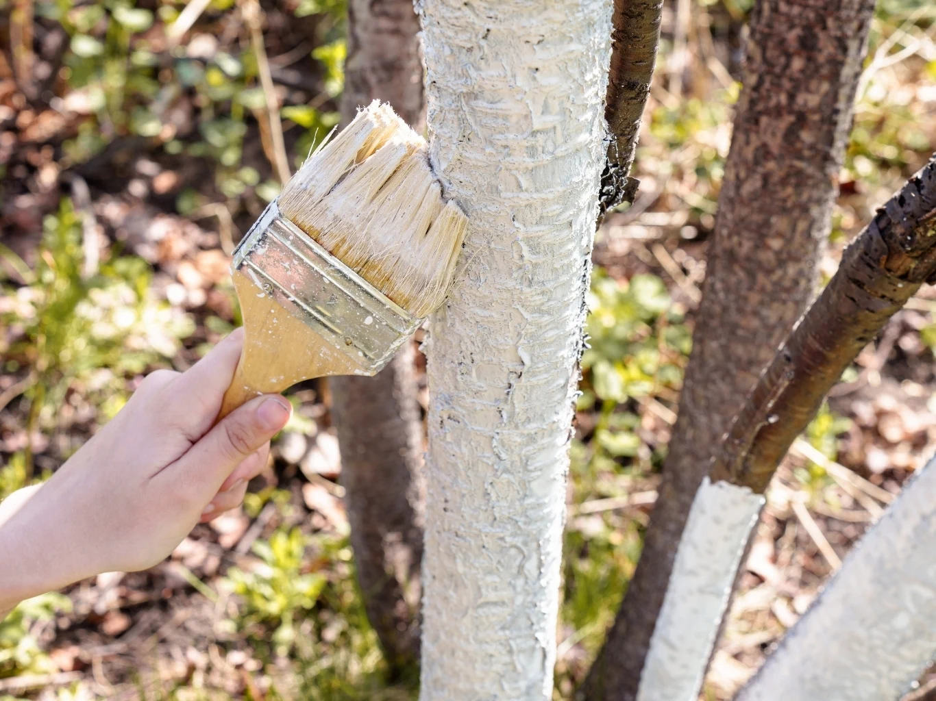 Bielenie drzewek owocowych to podstawowy zabieg, zabezpieczający przed pęknięciami kory dłoń malująca pędzlem pień drzewa białą farbą, otaczające gałęzie i inne pomalowane pnie w tle, ziemia pokryta suchymi liśćmi