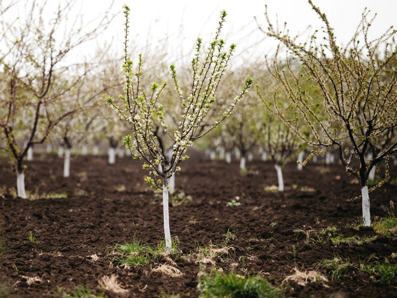 Sadownicy mają swoje sposoby na zabezpieczenie kory drzew przed pęknięciem Szpaler młodych drzew owocowych z pniami zabezpieczonymi białą farbą, widoczne świeże pąki i wilgotna gleba