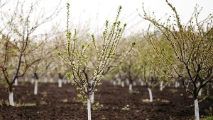Sadownicy mają swoje sposoby na zabezpieczenie kory drzew przed pęknięciem