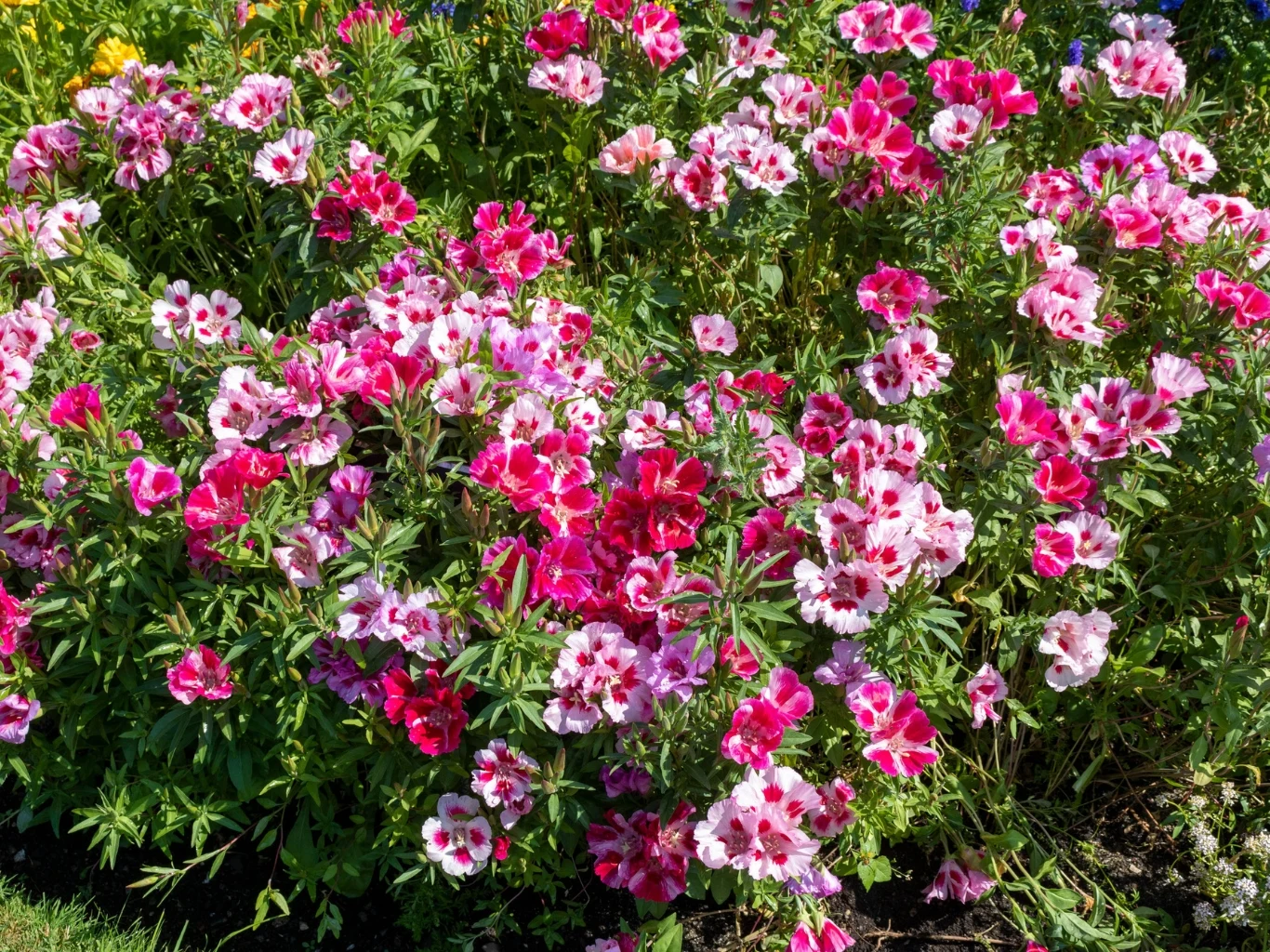 Co siać w kwietniu? M.in. godecję wielkokwiatową (Godetia grandiflora). Godecja wielkokwiatowa w różnych odcieniach różu i czerwieni na słonecznej rabacie ogrodowej.