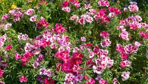 Siej teraz wprost do gruntu. Latem będzie morze kwiatów w ogrodzie